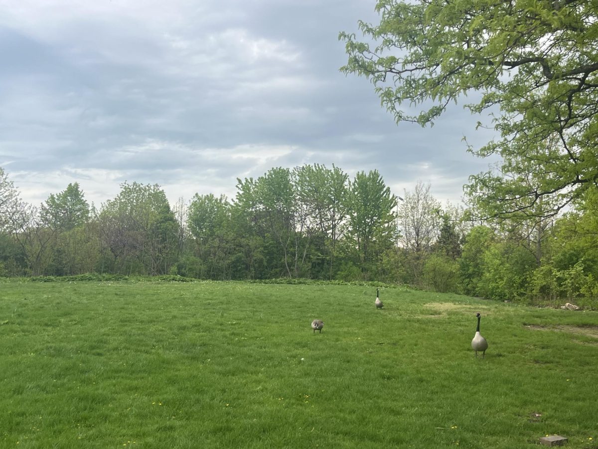 The School's Backyard Neighbors