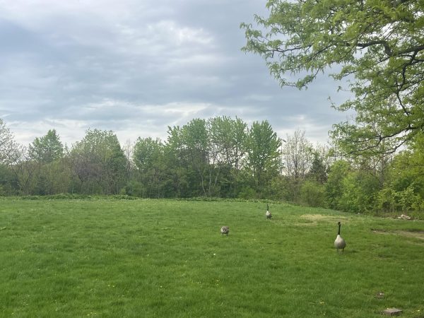 The School's Backyard Neighbors