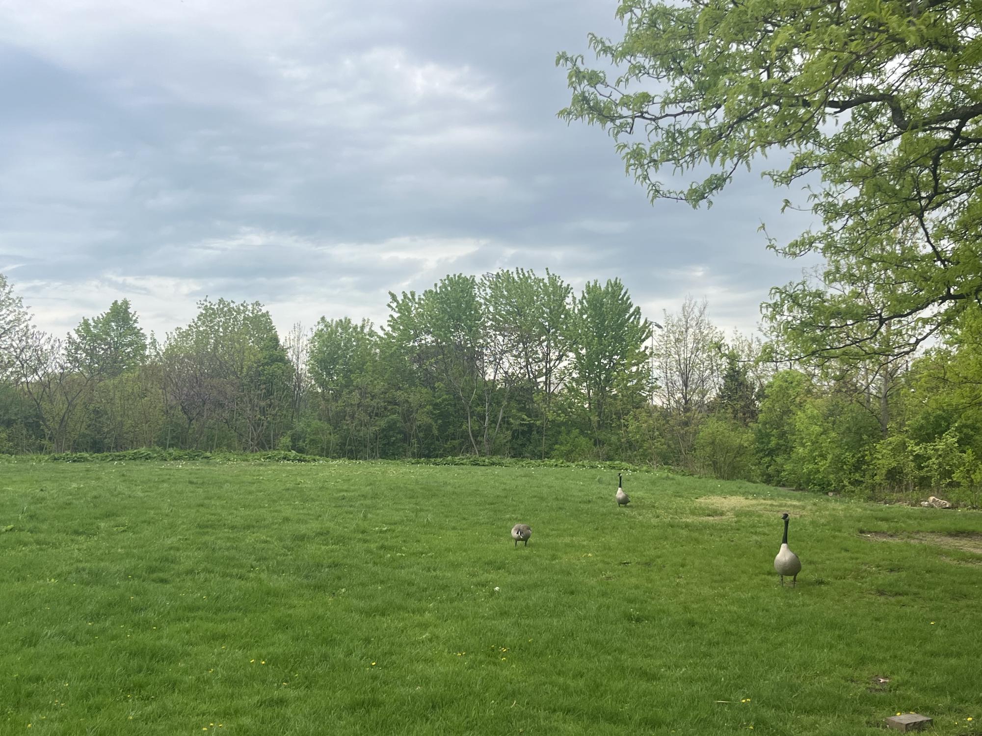 The School's Backyard Neighbors