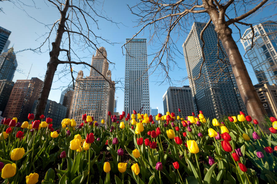 Spring has sprung in Chicago!